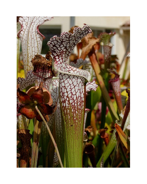 S. leucophylla -- purple and white giant form,Route 71,Nr Altha, N.Florida,W,(AH) (L19,MK)