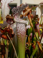 S. leucophylla -- purple and white giant form,Route 71,Nr Altha, N.Florida,W,(AH) (L19,MK)