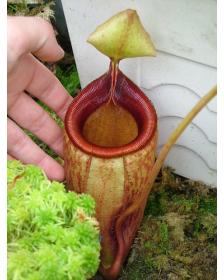 Népenthes Mira