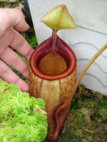 Népenthes Mira