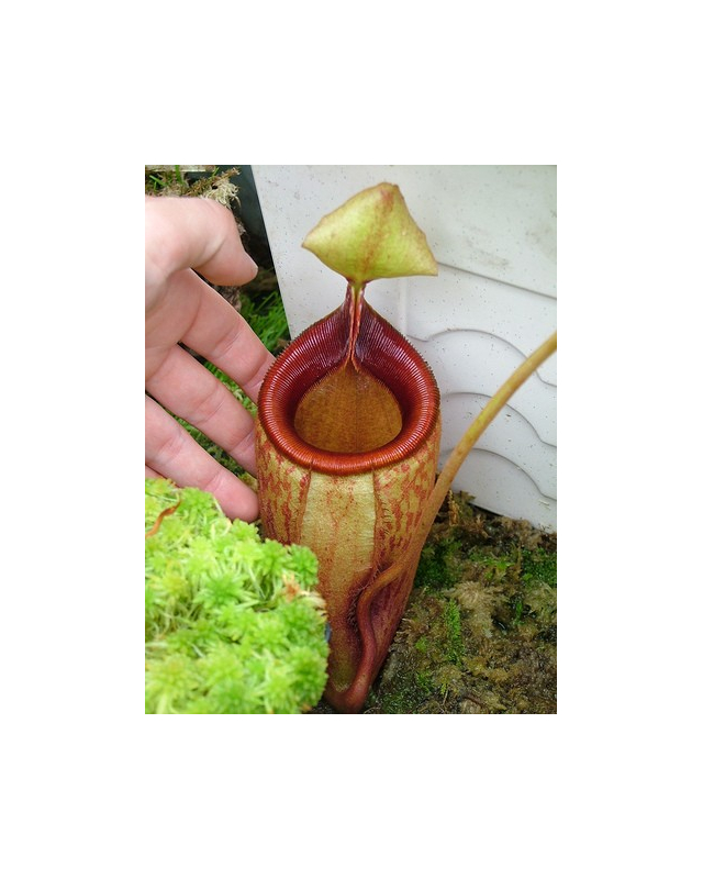Népenthes Mira Népenthes Mira