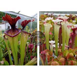 SXM67 S.x Moorei -- 'Esme Cowlard x  S. ‘Iamsatyricon’