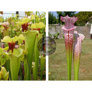 (S.leah x leah) x SL25 S. leucophylla -- pink lip, Appalachicola