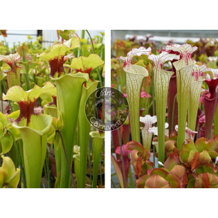 (S.leah x leah) x S. ‘Iamsatyricon’