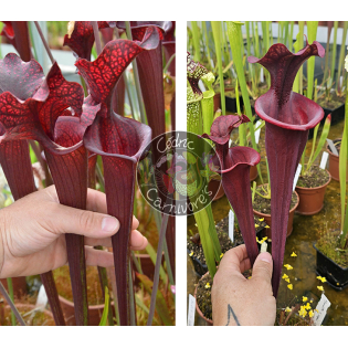 (SL04 S. leucophylla -- helmut´s Delight x SFO10 S. flava var. ornata -- solid red throat) x (S.'Mansille' x S.'Copper vase')