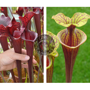 (S. leucophylla -- helmut´s Delight x S. flava var. ornata -- solid red throat) x S.flava var rubricorpora - Heavy veined