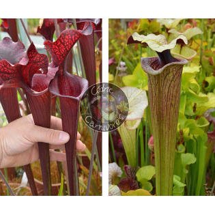 (SL04 S. leucophylla -- helmut´s Delight x SFO10 S. flava var. ornata -- solid red throat) x S. ‘French porcelaine’