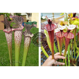 SL04 S. leucophylla -- helmut´s Delight x S.'Tresor de l'argonne'