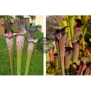 SL04 S. leucophylla -- helmut´s Delight x SA17. Sarracenia alata -- Black tube,Pubescent,Desoto,Clone 3,W,(AH)(A28,MK)