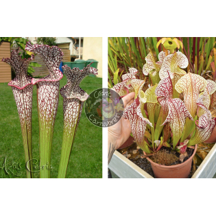 SL04 S. leucophylla -- helmut´s Delight x SX137 S. x 'Skywatcher'