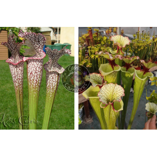 SL04 S. leucophylla -- helmut´s Delight x SXM01 S.x Moorei -- `Leah Wilkerson'