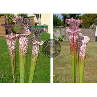 SL04 S. leucophylla -- helmut´s Delight x SL25 S. leucophylla -- pink lip, Appalachicola