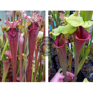 Sarracenia Leucophylla ‘Dracula’ x S. ‘Mansille’