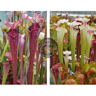 Sarracenia Leucophylla ‘Dracula’ x S. ‘Iamsatyricon’