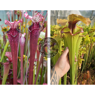 Sarracenia Leucophylla ‘Dracula’ x S. x 'Serpentard'