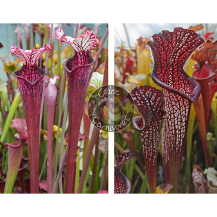 Sarracenia Leucophylla ‘Dracula’ x S. leucophylla -- black sheer