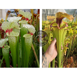 SXM18 S. x moorei — 'Wilkerson's white knight'  x S. x 'Serpentard'