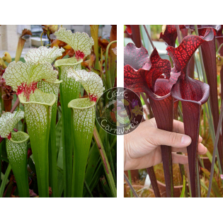 S. x moorei — 'Wilkerson's white knight'  x (S. leucophylla -- helmut´s Delight x S. flava var. ornata -- solid red throat)