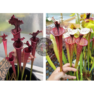 Sarracenia x “SX113A” “Norman Parker x Leucophylla Burgundy” x S.'Tresor de l'argonne'
