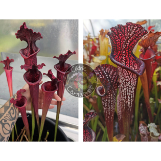 Sarracenia x “SX113A” “Norman Parker x Leucophylla Burgundy” x S. leucophylla -- black sheer