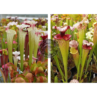 Sarracenia ‘Iamsatyricon’ x SXM61 S.x Moorei -- “Timothy King”