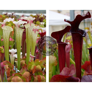 Sarracenia ‘Iamsatyricon’ x SX113 S. 'Black Widow’