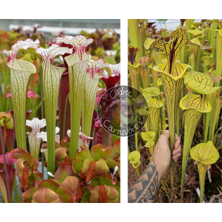 Sarracenia ‘Iamsatyricon’ x S. flava var. Ornata 'black veins'