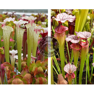 Sarracenia ‘Iamsatyricon’ x SXM31 S.x Moorei -- 'Adrian Slack'