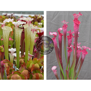 Sarracenia ‘Iamsatyricon’ x S. ‘l1a’ pink stabilo