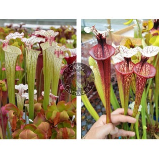 Sarracenia ‘Iamsatyricon’ x S.'Tresor de l'argonne