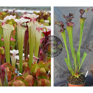 Sarracenia ‘Iamsatyricon’ x S.'Emilie sister'