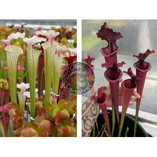 Sarracenia ‘Iamsatyricon’ x S. x “SX113A” “Norman Parker x Leucophylla Burgundy”