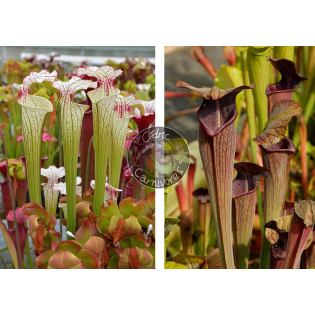 Sarracenia ‘Iamsatyricon’ x SA17. Sarracenia alata -- Black tube,Pubescent,Desoto,Clone 3,W,(AH)(A28,MK)