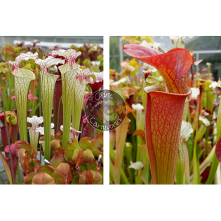 Sarracenia ‘Iamsatyricon’ x SX33 S.'Orange Fire'