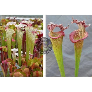 Sarracenia ‘Iamsatyricon’ x S. x 'Juthatip Soper' x S.x Moorei -- `Adrian Slack’ cl2