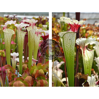 Sarracenia ‘Iamsatyricon’ x Red eye