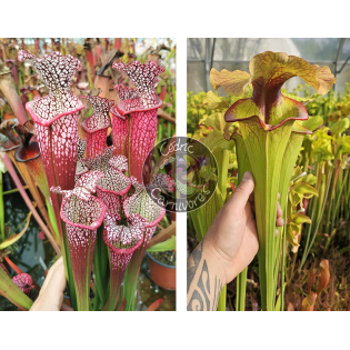 Sarracenia Leucophylla 'Dionne x S. x 'Serpentard'