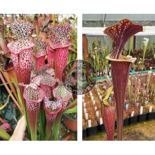 Sarracenia Leucophylla 'Dionne x  SFRB09 S.flava var rubricorpora - Heavy veined