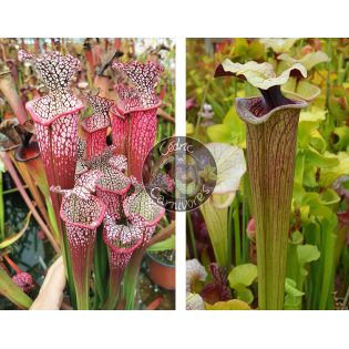 Sarracenia Leucophylla 'Dionne x S. ‘French porcelaine’