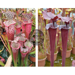 Sarracenia Leucophylla 'Dionne x  S. Flava var. atropurpurea F129A Miroslav Srba