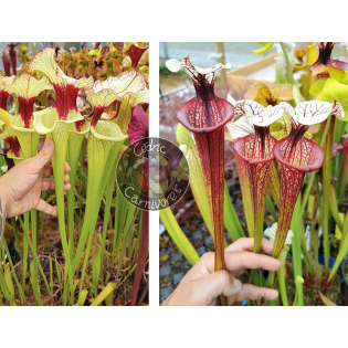 (SXM01 S.x Moorei -- `Leah Wilkerson' x SXM31 S. x Moorei ‘adrian slack’ CLA) x S.'Tresor de l'argonne