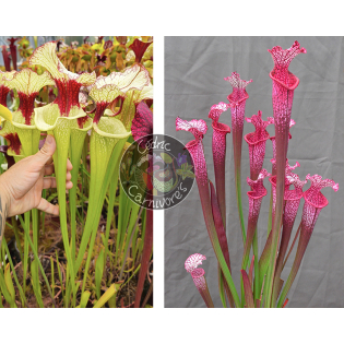 (SXM01 S.x Moorei -- `Leah Wilkerson' x SXM31 S. x Moorei ‘adrian slack’ CLA) x S. ‘l1a’ pink stabilo