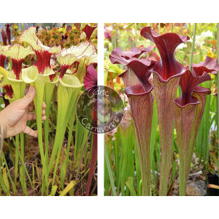 (S.x Moorei -- `Leah Wilkerson' x S. x Moorei ‘adrian slack’ CLA) x S. flava var. ornata x S.x Moorei -- “Timothy King” cl1