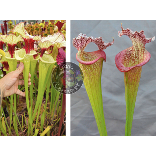 (S.x Moorei -- `Leah Wilkerson' x S. x Moorei ‘adrian slack’ CLA) x S. x 'Juthatip Soper' x S.x Moorei -- `Adrian Slack’ cl2