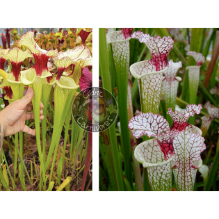 (SXM01 S.x Moorei -- `Leah Wilkerson' x SXM31 S. x Moorei ‘adrian slack’ CLA) x SL61 S.leucophylla Red Stripe Throat