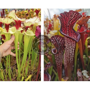 (SXM01 S.x Moorei -- `Leah Wilkerson' x SXM31 S. x Moorei ‘adrian slack’ CLA) x S. leucophylla -- black sheer