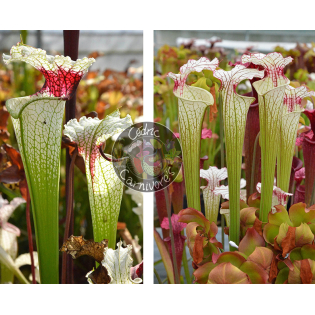 Sarracenia 'Red eye' x S. ‘Iamsatyricon’