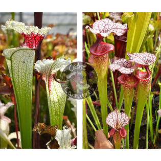 Sarracenia 'Red eye' x SXM31 S.x Moorei -- 'Adrian Slack'