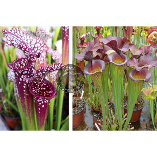 SL70 S. leucophylla -- santa rosa red x S. ‘Emilie’