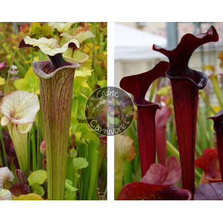 Sarracenia ‘French porcelaine’ x SX113 S. 'Black Widow’